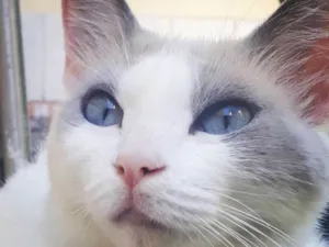 Gato raça SRD idade 7 a 11 meses nome JULLY