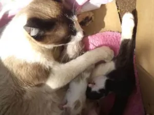 Gato raça Indefinida idade Abaixo de 2 meses nome Sem nome