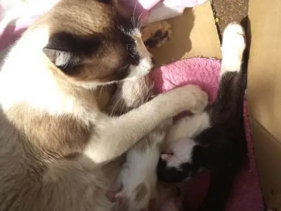 Gato ra a Indefinida idade Abaixo de 2 meses nome Sem nome
