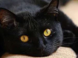 Gato raça SRD idade 2 a 6 meses nome Ônix