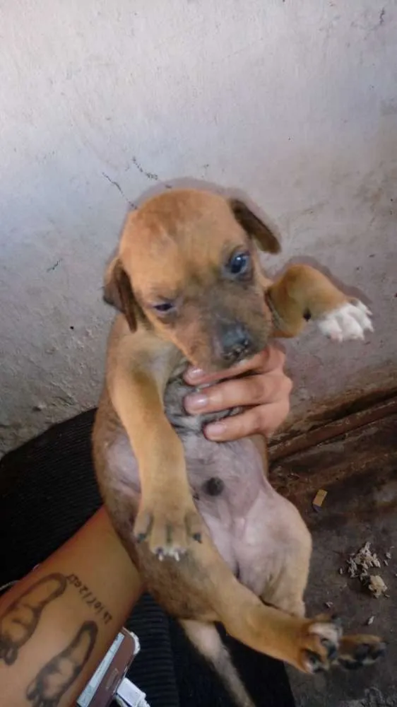 Cachorro ra a Misturado idade Abaixo de 2 meses nome Pricipe