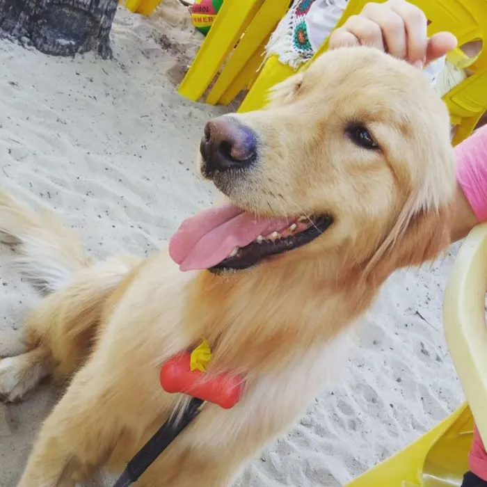 Cachorro ra a Golden Retriever idade 2 anos nome Joaquim