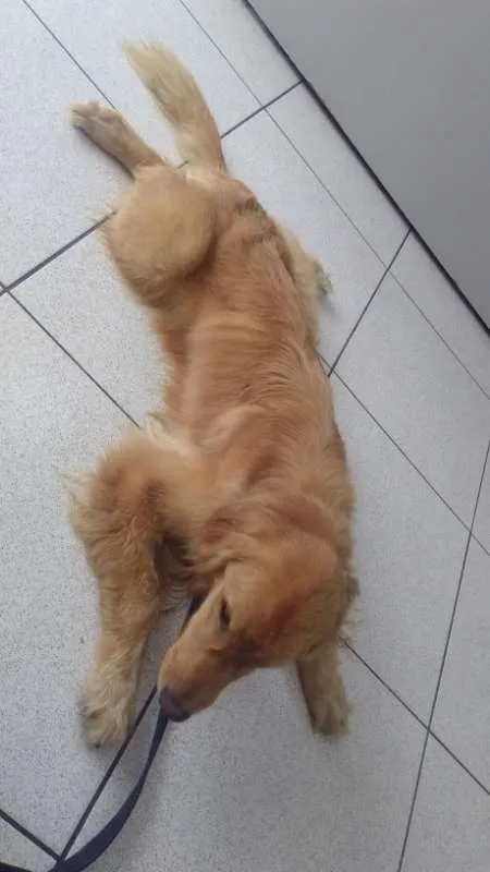 Cachorro ra a Golden Retriever idade 2 anos nome Joaquim