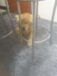 Joaquim