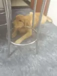 Joaquim