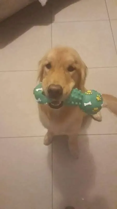Cachorro ra a Golden Retriever idade 2 anos nome Joaquim