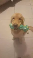 Joaquim