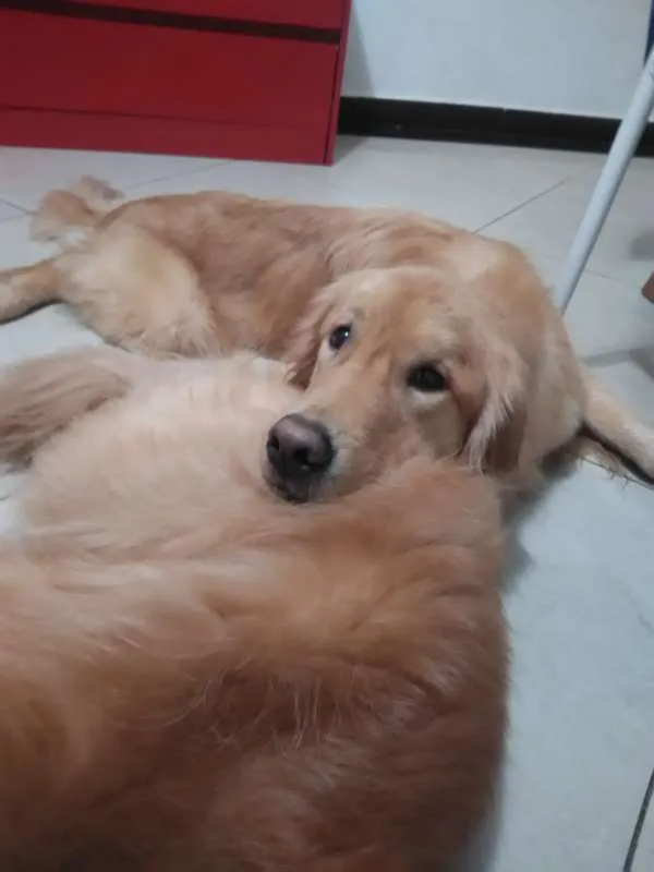 Cachorro ra a Golden Retriever idade 2 anos nome Joaquim
