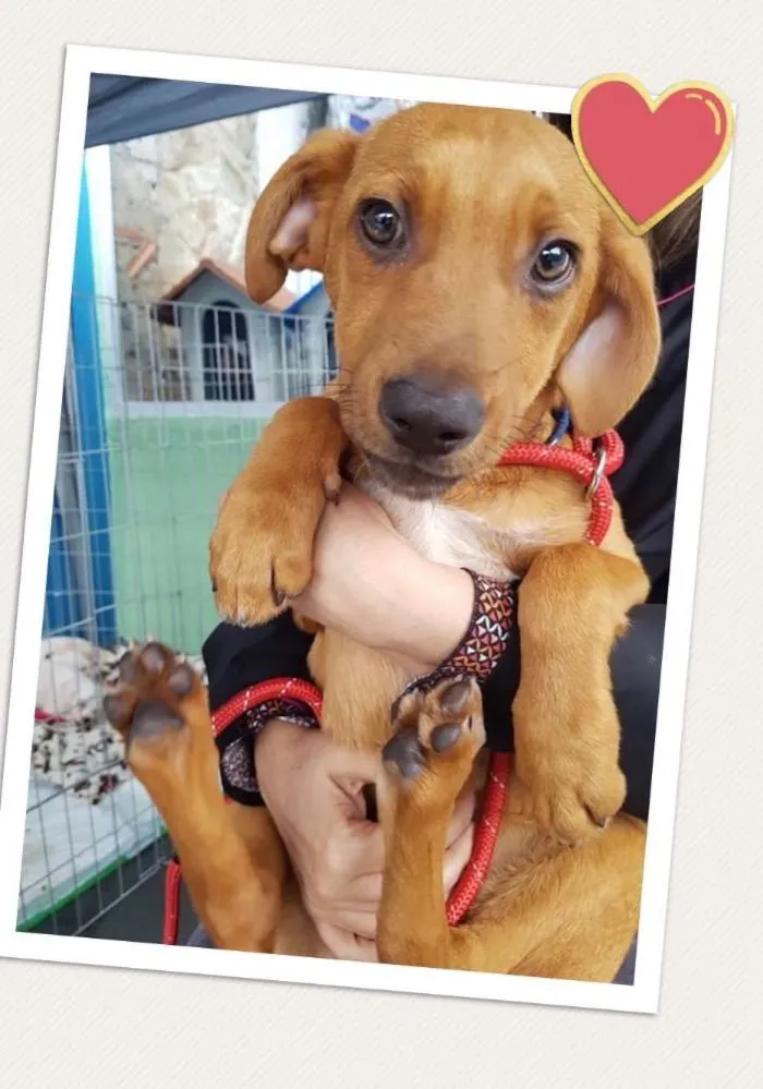 Cachorro ra a SRD idade 2 a 6 meses nome Stuart