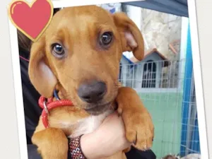 Cachorro raça SRD idade 2 a 6 meses nome Stuart