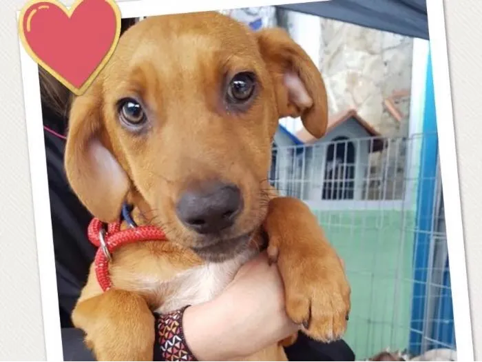 Cachorro ra a SRD idade 2 a 6 meses nome Stuart