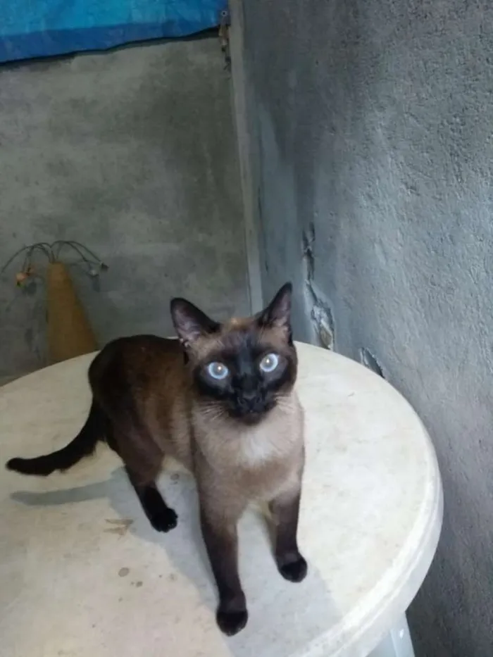 Gato ra a SRD idade 7 a 11 meses nome Moana