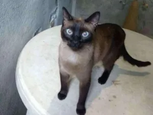 Gato raça SRD idade 7 a 11 meses nome Moana