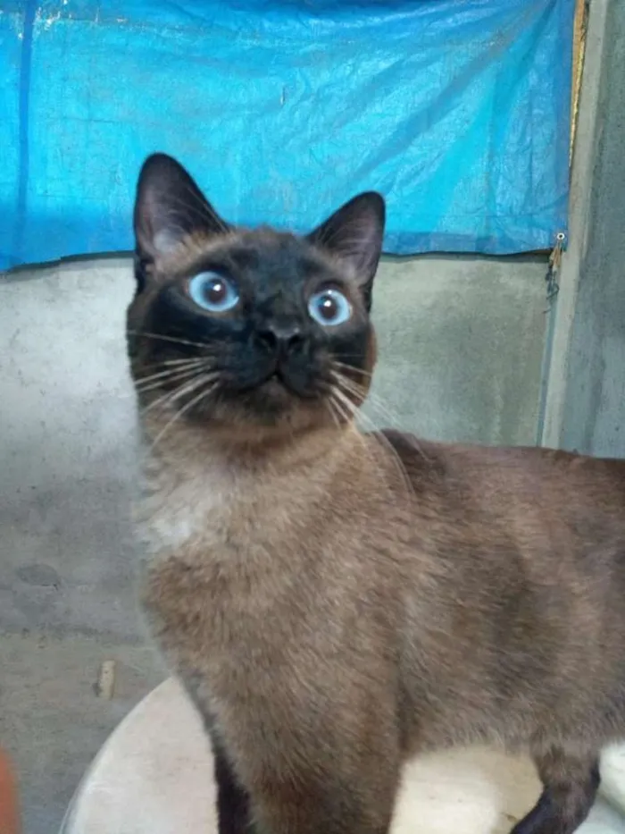 Gato ra a SRD idade 7 a 11 meses nome Moana