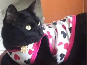 Gato raça Vira lata  idade 3 anos nome Neguinha 