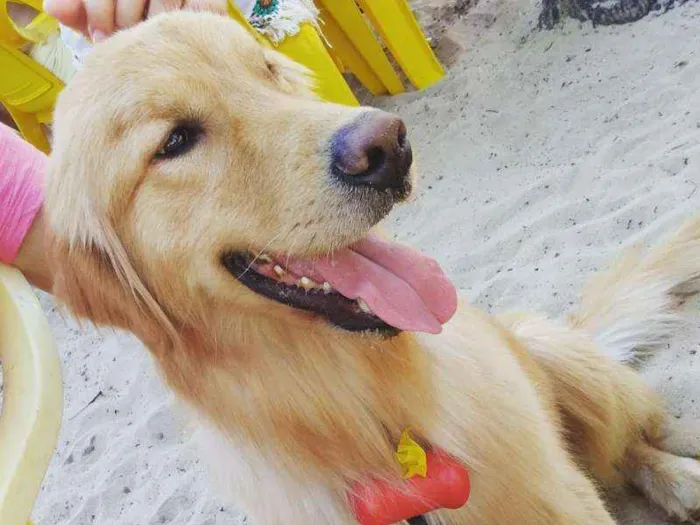 Cachorro ra a Golden Retriever idade 2 anos nome Joaquim