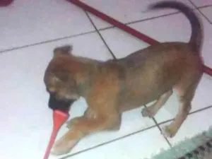 Cachorro raça Vira lata idade 2 a 6 meses nome Chocolate