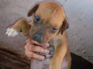 Cachorro raça Misturado idade Abaixo de 2 meses nome Pricipe
