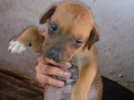 Cachorro ra a Misturado idade Abaixo de 2 meses nome Pricipe