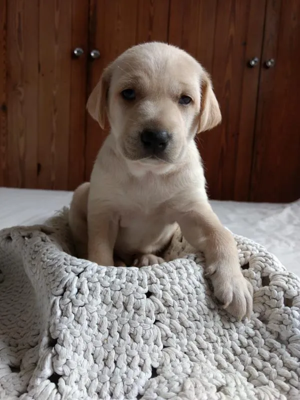 Cachorro raça Vira-lata idade Abaixo de 2 meses nome Branco