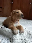 Caramelo 1