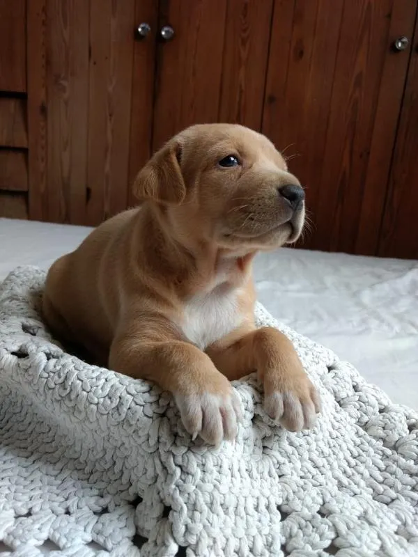 Cachorro raça Vira-lata idade Abaixo de 2 meses nome Caramelo 1