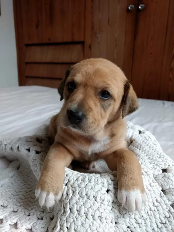 Cachorro raça Vira-lata idade  nome Parda 1