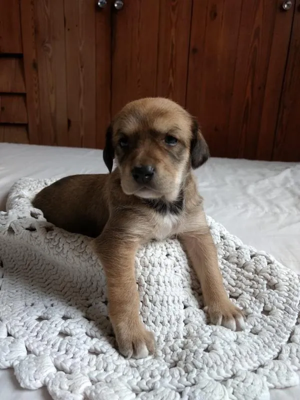 Cachorro raça Vira-lata idade Abaixo de 2 meses nome Parda 2