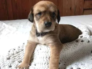 Cachorro raça Vira-lata idade Abaixo de 2 meses nome Parda 2