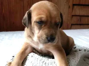Cachorro raça Vira-lata idade Abaixo de 2 meses nome Pardo