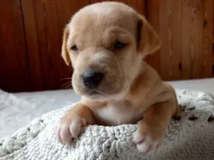 Cachorro raça Vira-lata idade Abaixo de 2 meses nome Caramelo 2