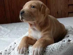 Cachorro raça Vira-lata idade Abaixo de 2 meses nome Caramelo 1