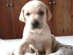 Cachorro raça Vira-lata idade Abaixo de 2 meses nome Branco