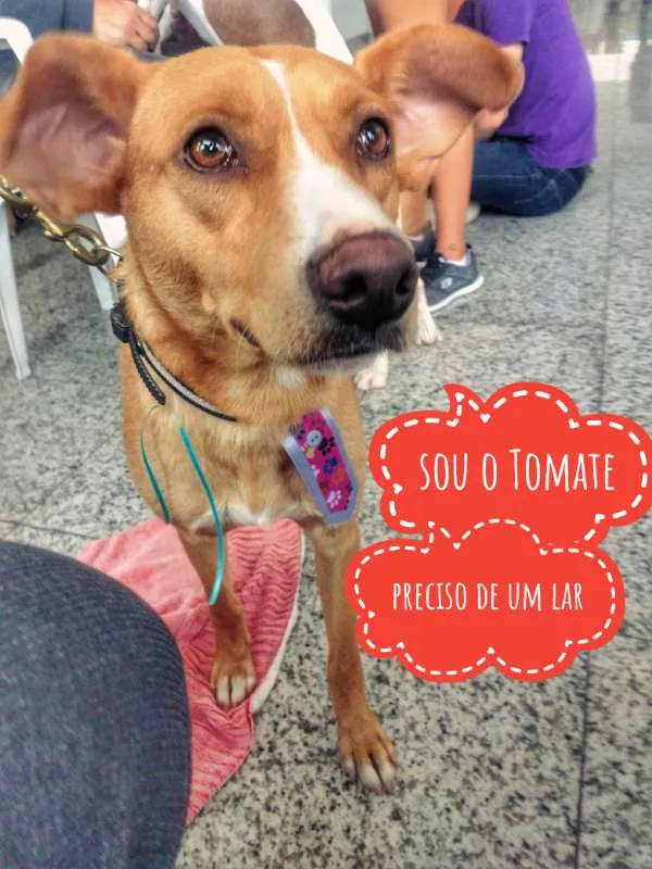 Cachorro ra a SRD idade 2 anos nome Tomate