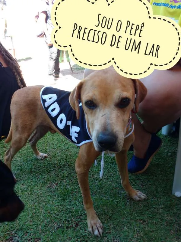 Cachorro ra a SRD idade 3 anos nome Pepê