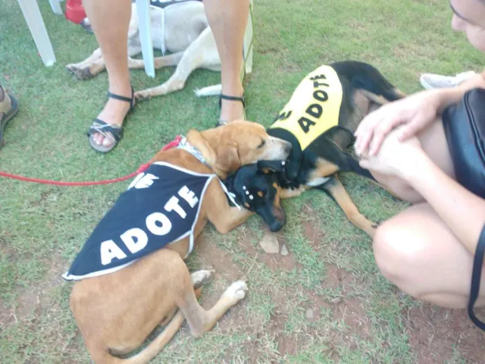Cachorro ra a SRD idade 3 anos nome Pepê