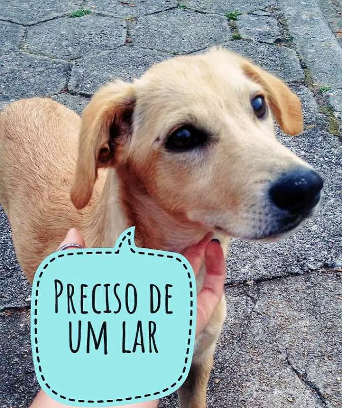 Cachorro ra a SRD idade 2 anos nome Piolho
