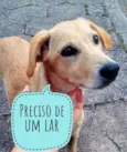 Piolho