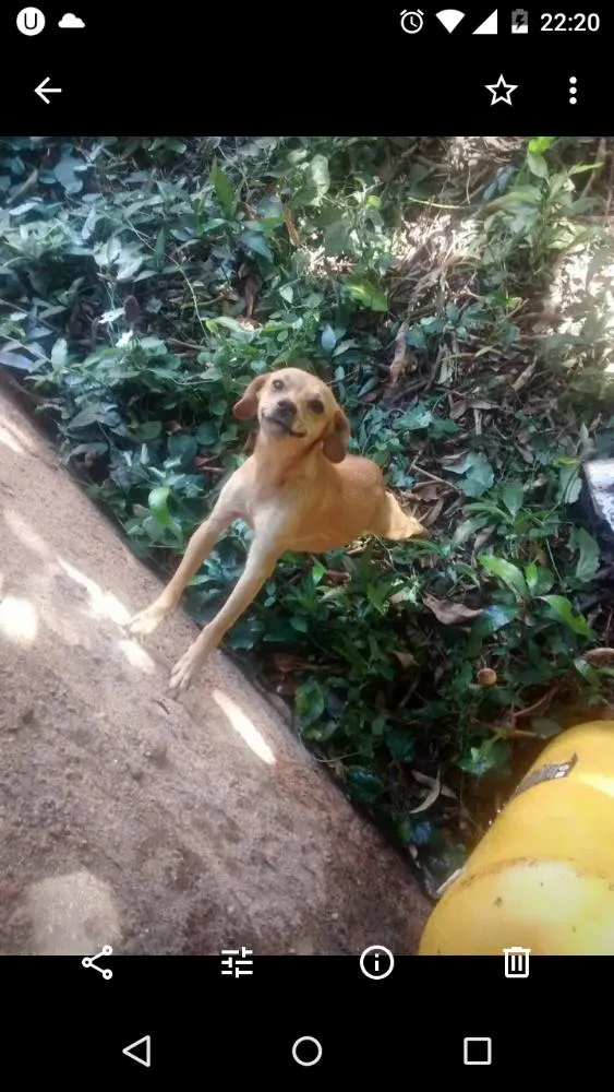 Cachorro ra a Srd idade 2 anos nome Meg