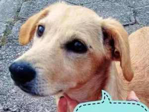 Cachorro raça SRD idade 2 anos nome Piolho
