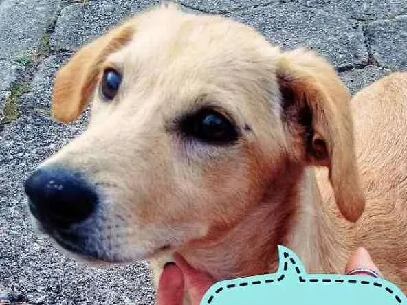 Cachorro ra a SRD idade 2 anos nome Piolho