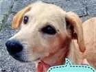 Cachorro raça SRD idade 2 anos nome Piolho