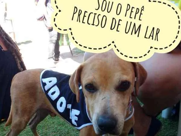 Cachorro ra a SRD idade 3 anos nome Pepê
