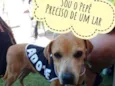 Pepê