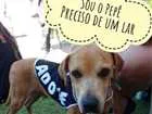 Cachorro raça SRD idade 3 anos nome Pepê