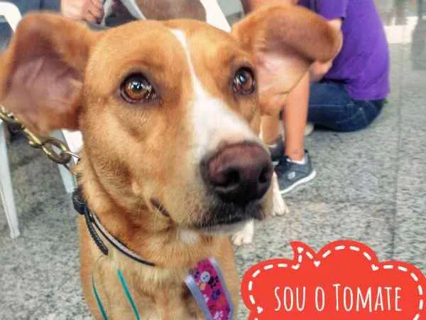 Cachorro ra a SRD idade 2 anos nome Tomate