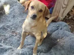 Cachorro raça Srd idade 2 anos nome Meg