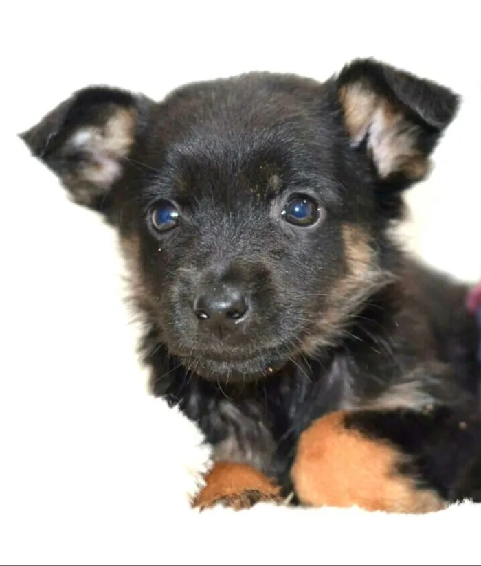 Cachorro ra a  idade Abaixo de 2 meses nome Filhotes Monique