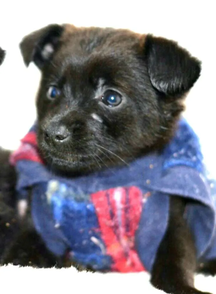 Cachorro ra a  idade Abaixo de 2 meses nome Filhotes Monique
