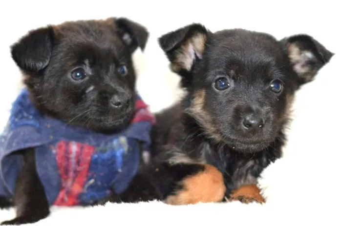 Cachorro ra a  idade Abaixo de 2 meses nome Filhotes Monique